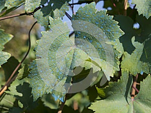 Copper sulfate on vine leaf, bordeaux mixture