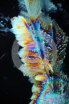 Copper Sulphate crystals photo