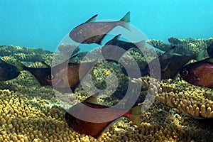 Copper Sweeper, Perhentian Island, Terengganu photo