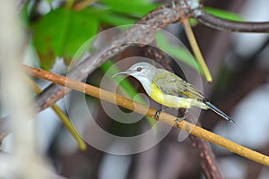 Copper throated Sunbird