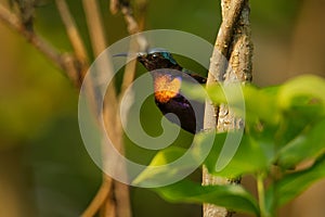 Copper-throated sunbird Leptocoma calcostetha colorful species of bird in the Nectariniidae family