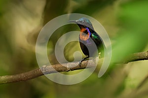 Copper-throated sunbird Leptocoma calcostetha colorful species of bird in the Nectariniidae family