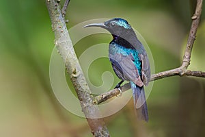 Copper-throated sunbird - Leptocoma calcostetha colorful species of bird in the Nectariniidae family, found in Brunei, Cambodia,