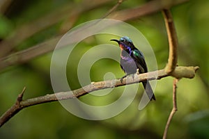 Copper-throated sunbird - Leptocoma calcostetha colorful species of bird in the Nectariniidae family, found in Brunei, Cambodia,