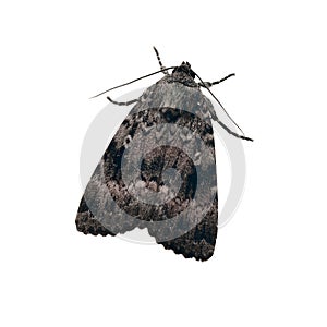 Copper underwing, Amphipyra pyramidea