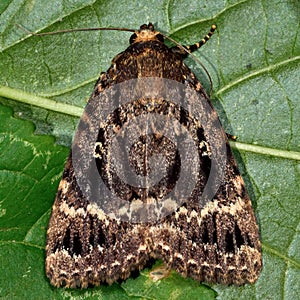 Copper underwing moth (Amphipyra pyramidea)
