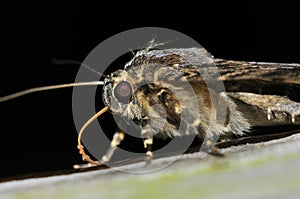Copper Underwing Moth