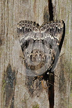Copper Underwing Moth