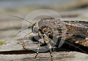 Copper Underwing Moth