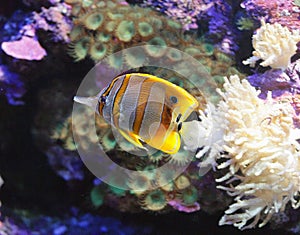 Copperband Butterfly Fish 1 photo