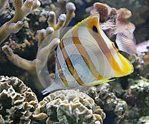 Copperband Butterfly Fish 2 photo