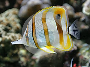 Copperband Butterfly Fish 3 photo