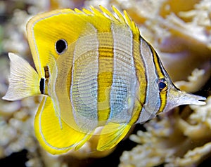 Copperband butterfly fish 5 photo