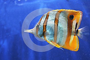 Copperband Butterfly Fish photo