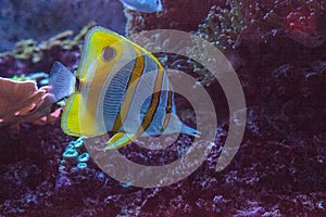 Copperband butterfly fish Chelmon rostratus