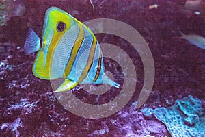 Copperband butterfly fish Chelmon rostratus