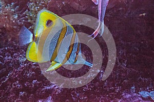 Copperband butterfly fish Chelmon rostratus