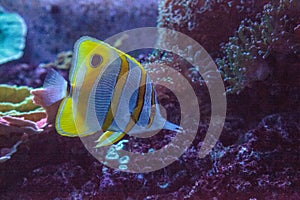 Copperband butterfly fish Chelmon rostratus