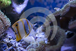 Copperband butterfly fish - Chelmon rostratus - between corals