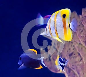Copperband Butterfly Fish photo