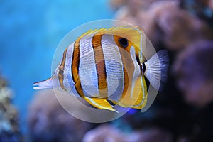 Copperband butterflyfish