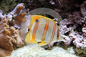 Copperband Butterflyfish photo