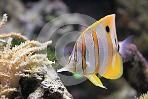 Copperband butterflyfish photo