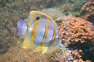 Copperband butterflyfish