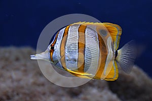 Copperband butterflyfish