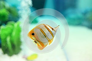 Copperband butterflyfish