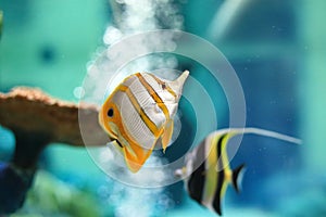 Copperband butterflyfish