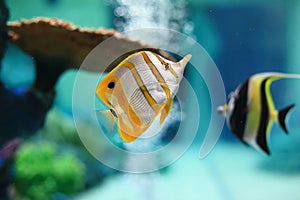 Copperband butterflyfish