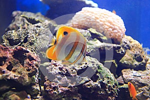 Copperband butterflyfish