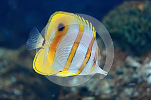 Copperband butterflyfish