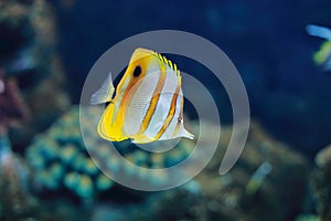 Copperband butterflyfish