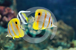 Copperband butterflyfish