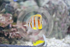 Copperband butterflyfish