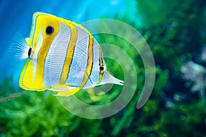 Copperband butterflyfish