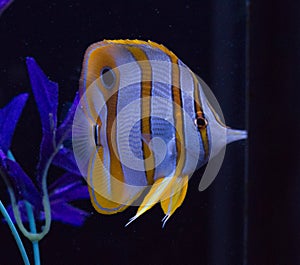 Copperband butterflyfish in aquarium