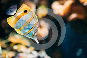 Copperband Butterflyfish Or Beaked Coral Fish Chelmon Rostratus