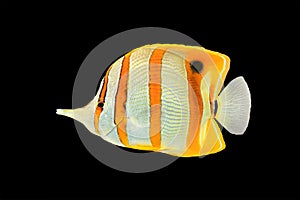 Copperband butterflyfish on black