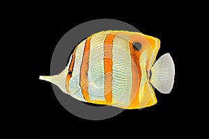 Copperband butterflyfish on black photo