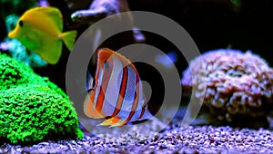 Copperband Butterflyfish - Chelmon rostratus