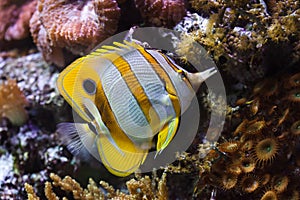 Copperband butterflyfish Chelmon rostratus