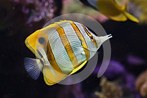 Copperband butterflyfish Chelmon rostratus