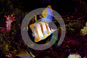 Copperband Butterflyfish - Chelmon rostratus