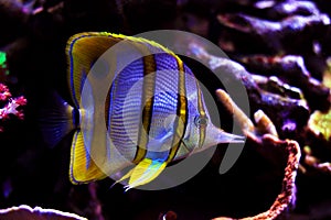 Copperband Butterflyfish - Chelmon rostratus