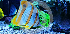 Copperband Butterflyfish - Chelmon rostratus