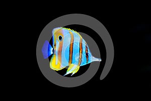 Copperband Butterflyfish - Chelmon rostratus