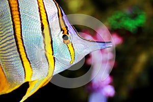 Copperband Butterflyfish - Chelmon rostratus